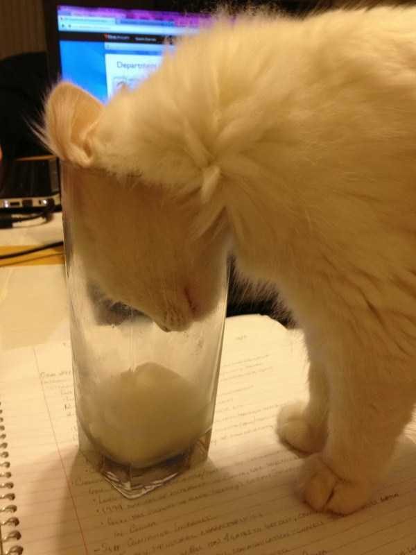 funny animals 17 17 600x800 Get Ready For Funny Animals – Part 24 (50 photos)