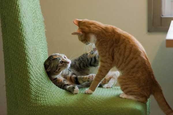 funny animals 17 5 600x400 Get Ready For Funny Animals – Part 12 (49 photos)