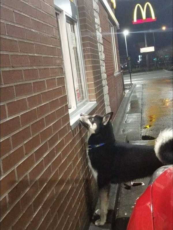 Get Ready For Funny Animals – Part 13 (46 photos)