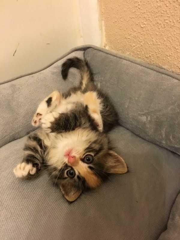 Get Ready For Funny Animals – Part 17 (44 photos)