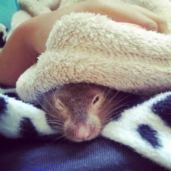 funny animals 18 13 600x600 Get Ready For Funny Animals – Part 20 (42 photos)