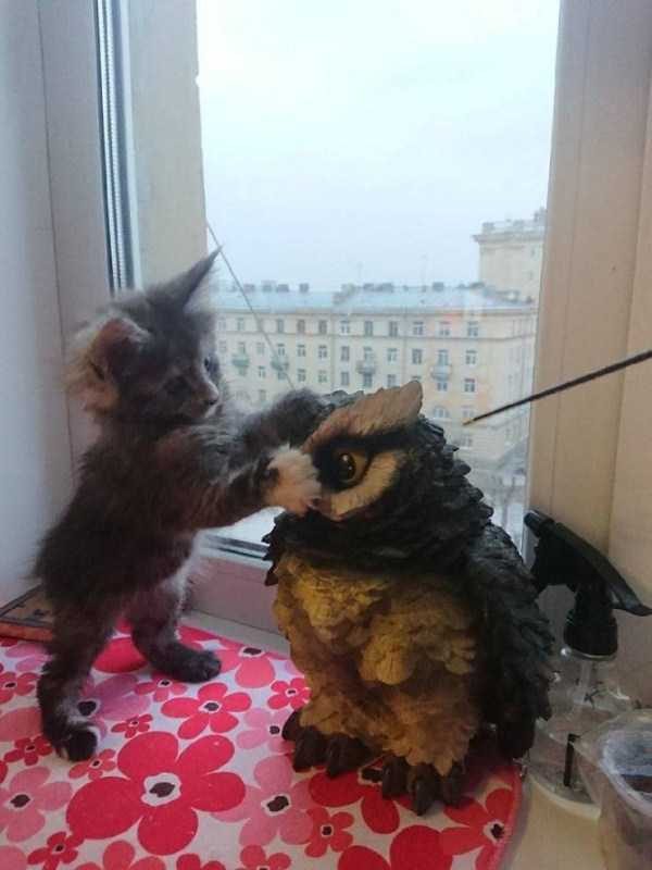 funny animals 18 14 600x800 Get Ready For Funny Animals – Part 21 (50 photos)