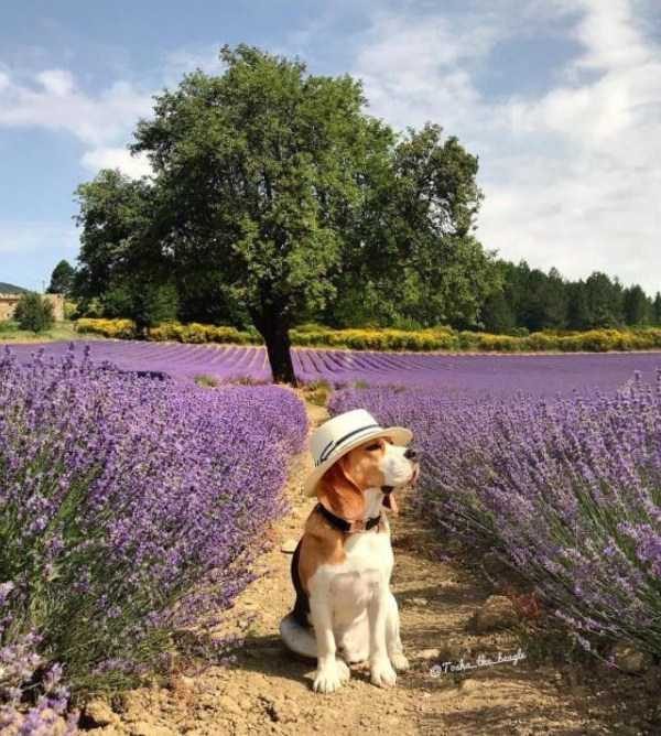 funny animals 18 5 600x668 Get Ready For Funny Animals – Part 12 (49 photos)