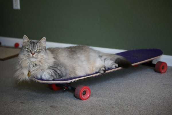 Get Ready For Funny Animals – Part 14 (42 photos)