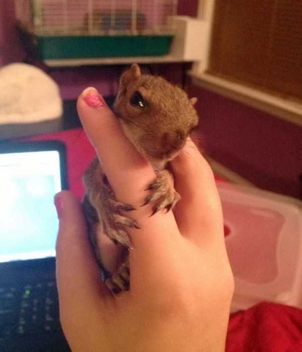 Get Ready For Funny Animals – Part 17 (44 photos)