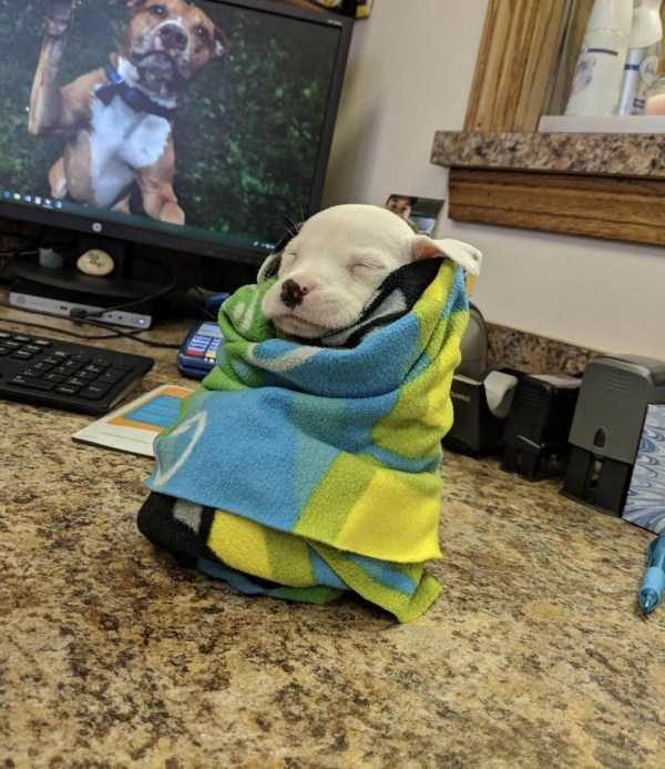 Get Ready For Funny Animals – Part 22 (45 photos)