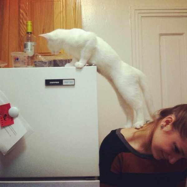 funny animals 19 17 600x600 Get Ready For Funny Animals – Part 24 (50 photos)