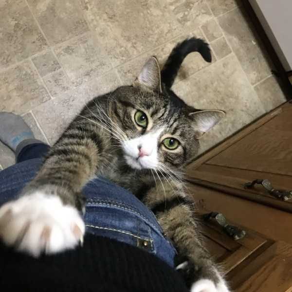 funny animals 19 5 600x600 Get Ready For Funny Animals – Part 12 (49 photos)