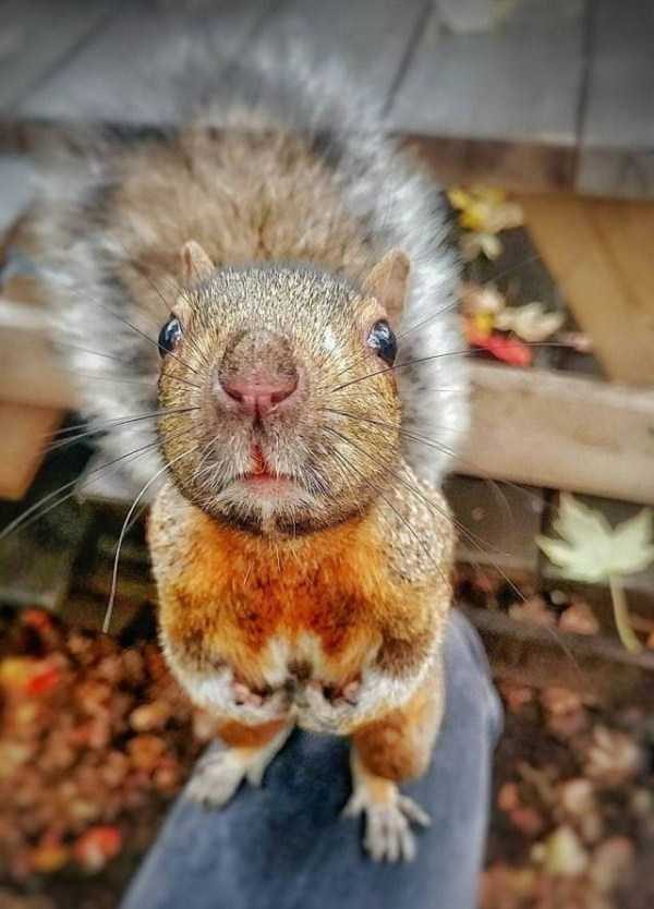 funny animals 2 13 600x834 Get Ready For Funny Animals – Part 20 (42 photos)