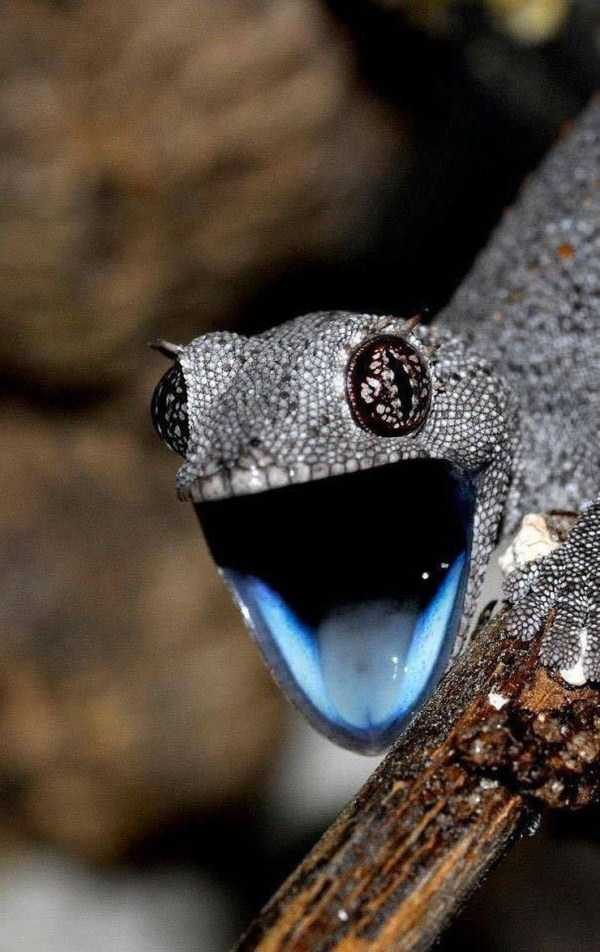 funny animals 2 14 600x952 Get Ready For Funny Animals – Part 21 (50 photos)