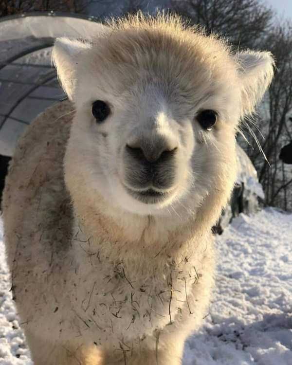 funny animals 2 17 600x750 Get Ready For Funny Animals – Part 24 (50 photos)