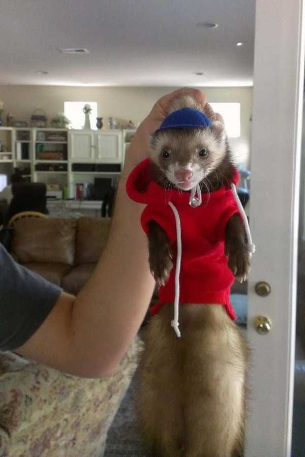 funny animals 20 13 600x899 Get Ready For Funny Animals – Part 20 (42 photos)