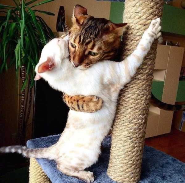 Get Ready For Funny Animals – Part 22 (45 photos)