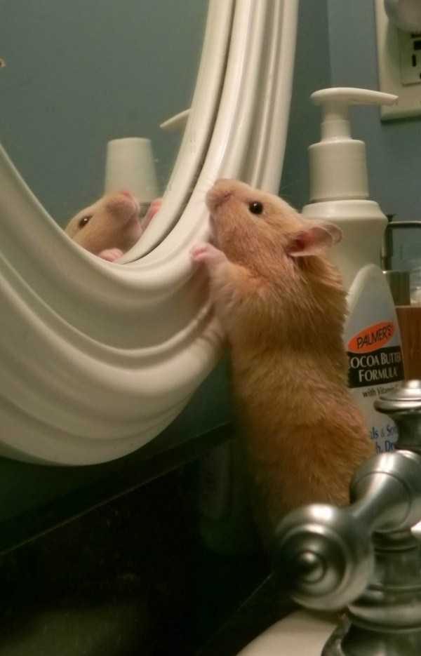 funny animals 21 13 600x935 Get Ready For Funny Animals – Part 20 (42 photos)