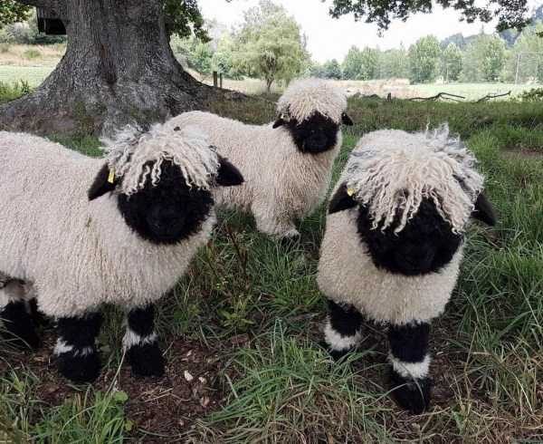 Get Ready For Funny Animals – Part 22 (45 photos)