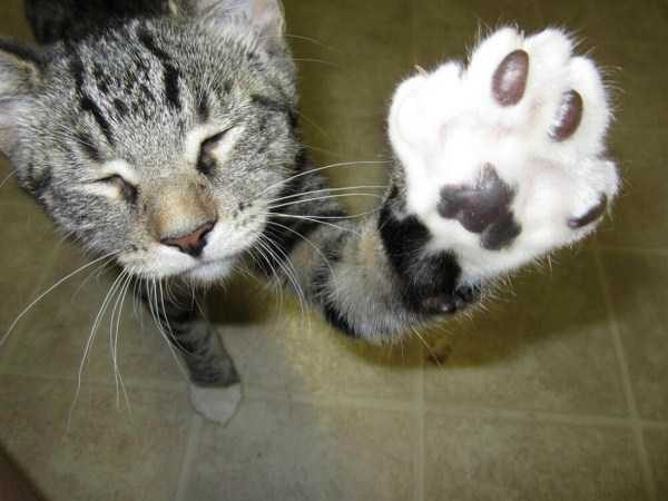 funny animals 21 5 600x450 Get Ready For Funny Animals – Part 12 (49 photos)