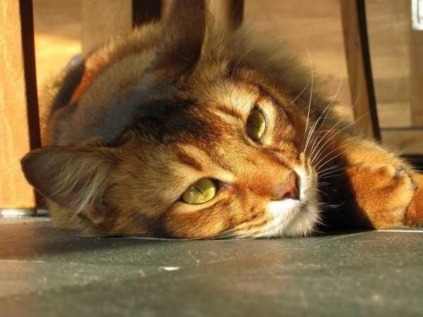 Get Ready For Funny Animals – Part 17 (44 photos)