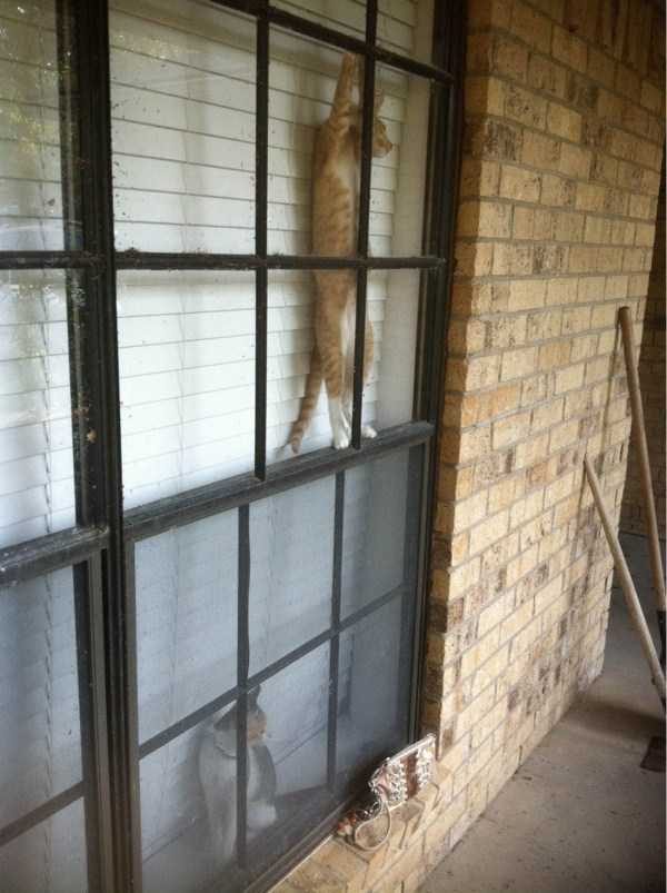 funny animals 22 13 600x803 Get Ready For Funny Animals – Part 20 (42 photos)