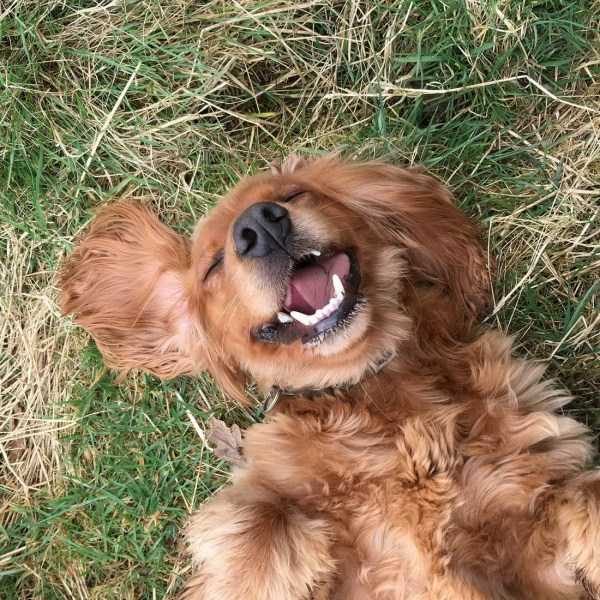 funny animals 22 14 600x600 Get Ready For Funny Animals – Part 21 (50 photos)