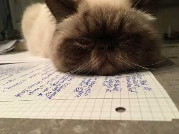 Get Ready For Funny Animals – Part 22 (45 photos)