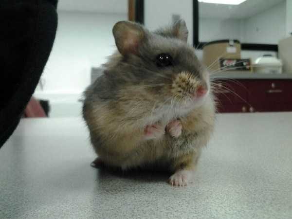 funny animals 22 5 600x450 Get Ready For Funny Animals – Part 12 (49 photos)