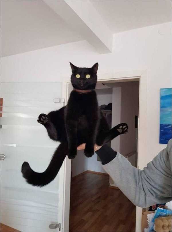 Get Ready For Funny Animals – Part 13 (46 photos)