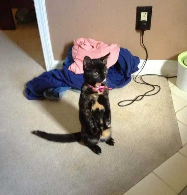 Get Ready For Funny Animals – Part 17 (44 photos)