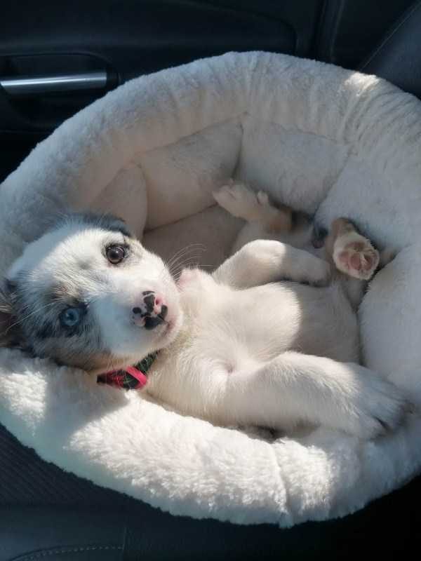 funny animals 23 14 600x800 Get Ready For Funny Animals – Part 21 (50 photos)