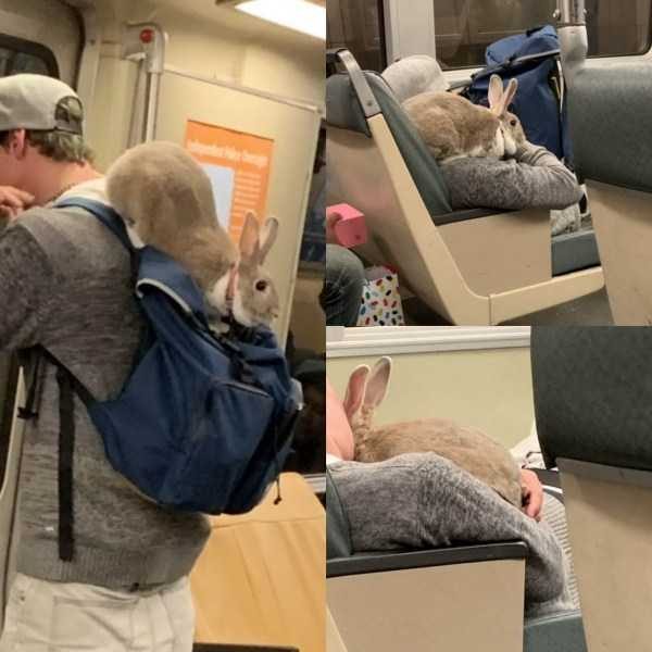 Get Ready For Funny Animals – Part 22 (45 photos)