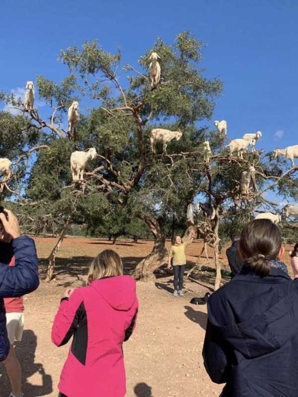 Get Ready For Funny Animals – Part 13 (46 photos)