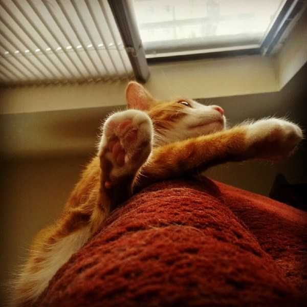 funny animals 24 13 600x600 Get Ready For Funny Animals – Part 20 (42 photos)