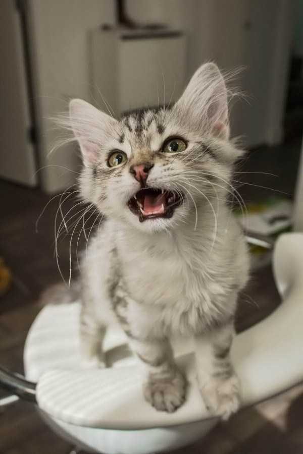 funny animals 24 14 600x900 Get Ready For Funny Animals – Part 21 (50 photos)