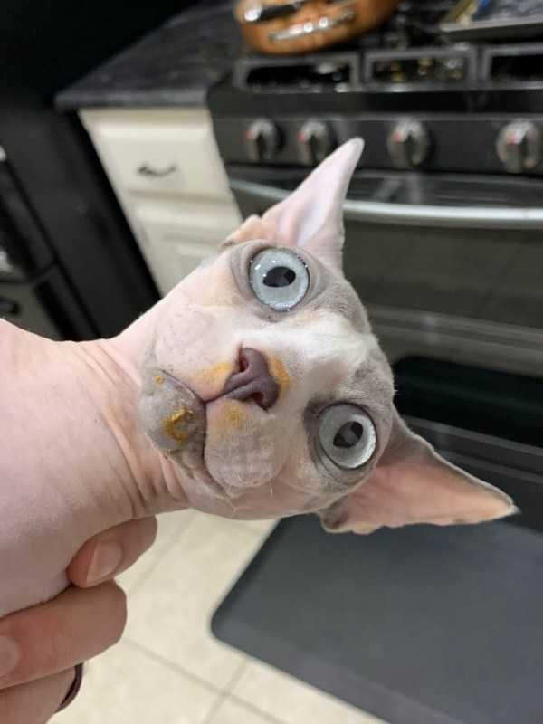 Get Ready For Funny Animals – Part 22 (45 photos)