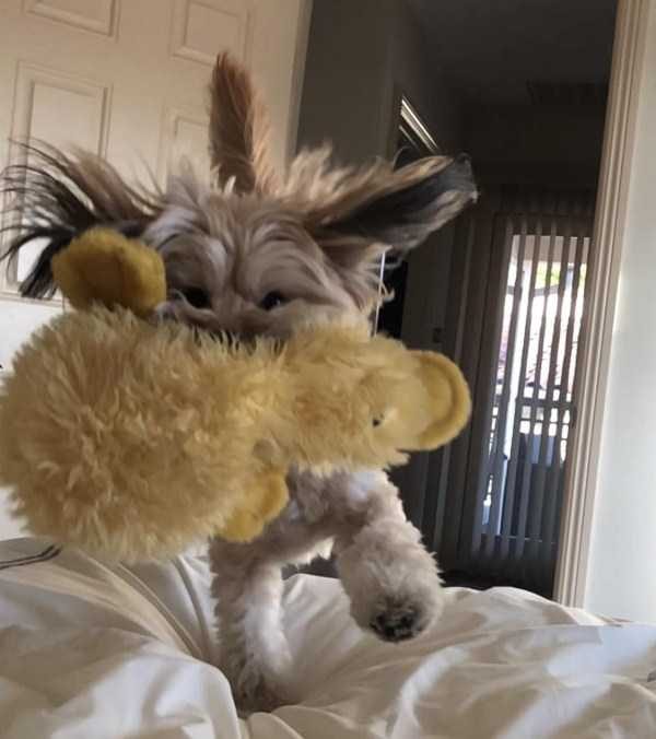 funny animals 24 17 600x676 Get Ready For Funny Animals – Part 24 (50 photos)