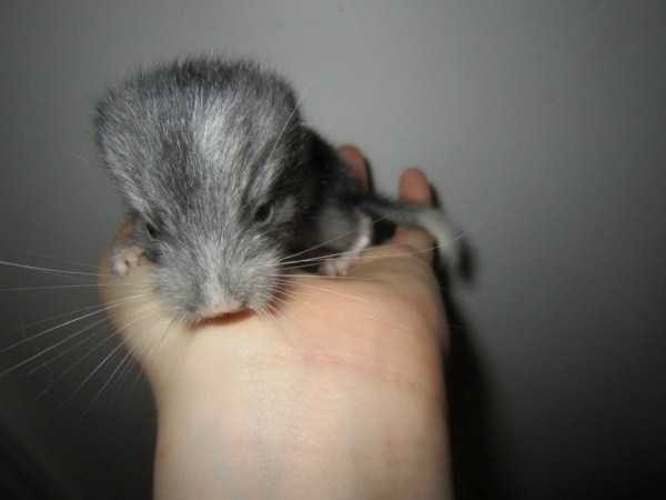 funny animals 24 5 600x450 Get Ready For Funny Animals – Part 12 (49 photos)