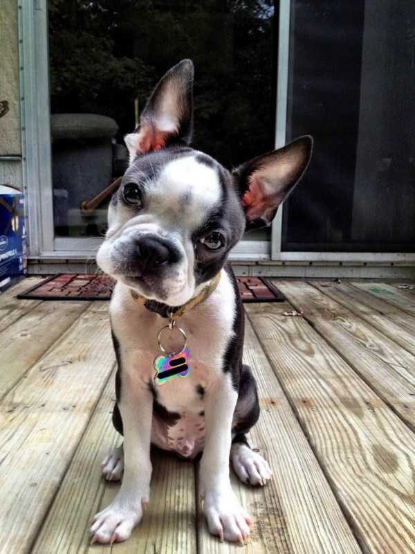 Get Ready For Funny Animals – Part 17 (44 photos)