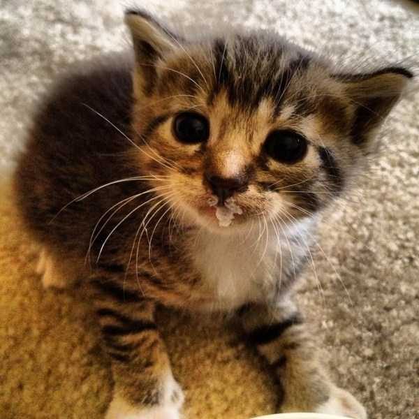 funny animals 25 13 600x600 Get Ready For Funny Animals – Part 20 (42 photos)