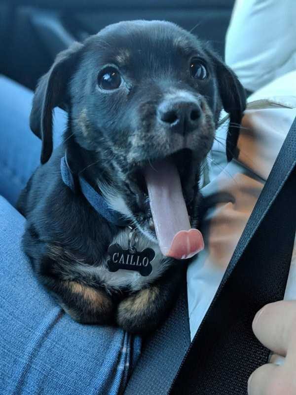 funny animals 25 14 600x800 Get Ready For Funny Animals – Part 21 (50 photos)