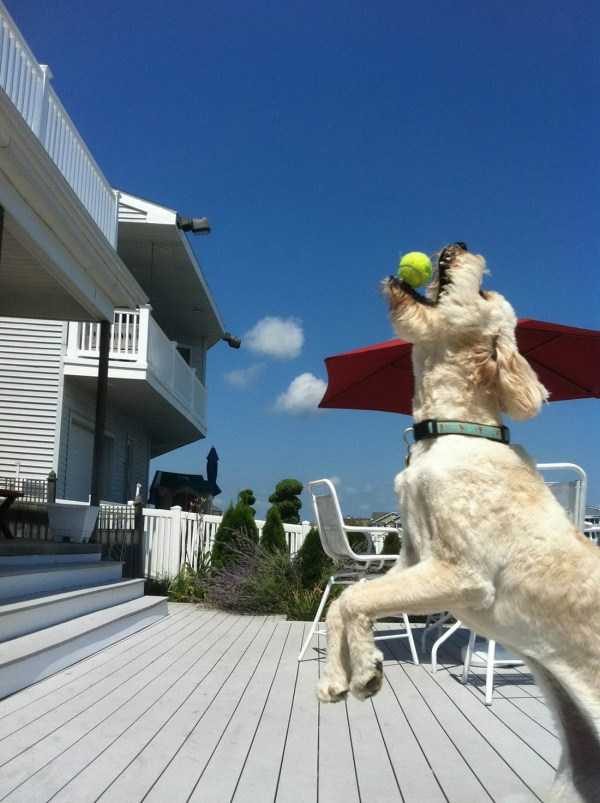 funny animals 25 5 600x803 Get Ready For Funny Animals – Part 12 (49 photos)