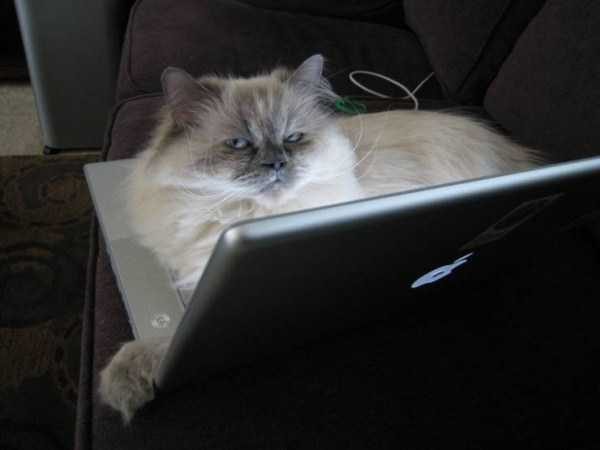 Get Ready For Funny Animals – Part 13 (46 photos)