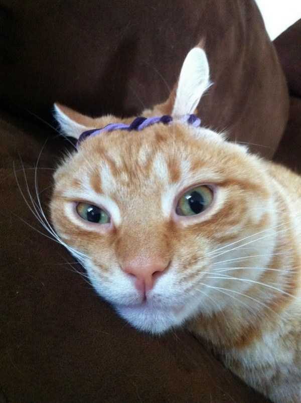 Get Ready For Funny Animals – Part 17 (44 photos)