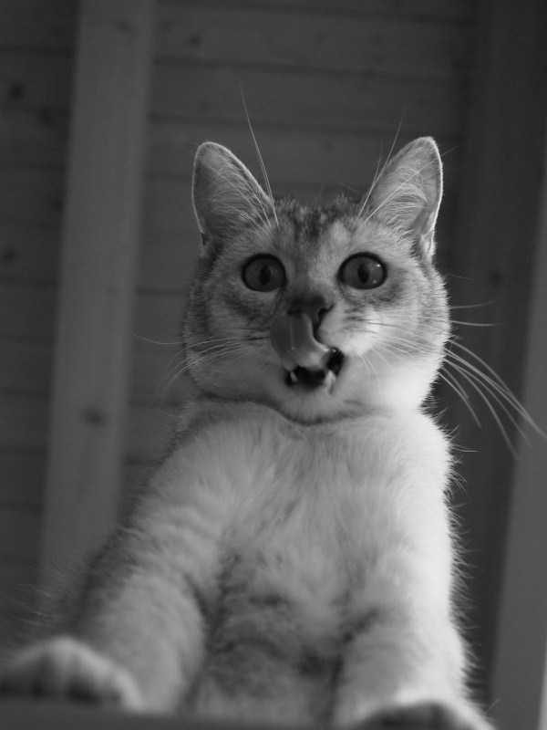 funny animals 26 13 600x800 Get Ready For Funny Animals – Part 20 (42 photos)