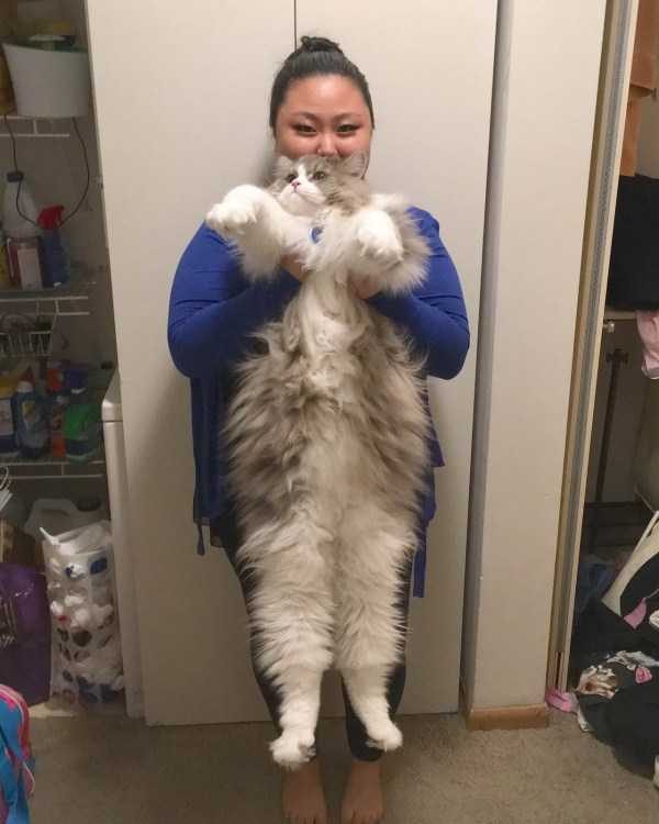 funny animals 26 17 600x750 Get Ready For Funny Animals – Part 24 (50 photos)