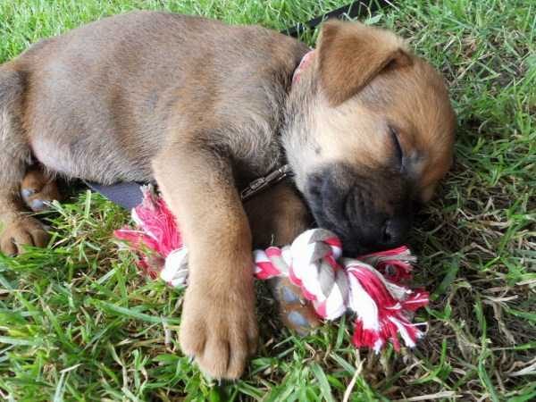 funny animals 26 5 600x450 Get Ready For Funny Animals – Part 12 (49 photos)