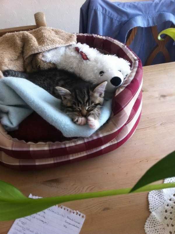 Get Ready For Funny Animals – Part 17 (44 photos)