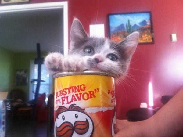 funny animals 27 13 600x449 Get Ready For Funny Animals – Part 20 (42 photos)