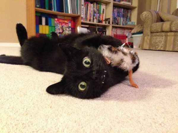 funny animals 27 14 600x450 Get Ready For Funny Animals – Part 21 (50 photos)