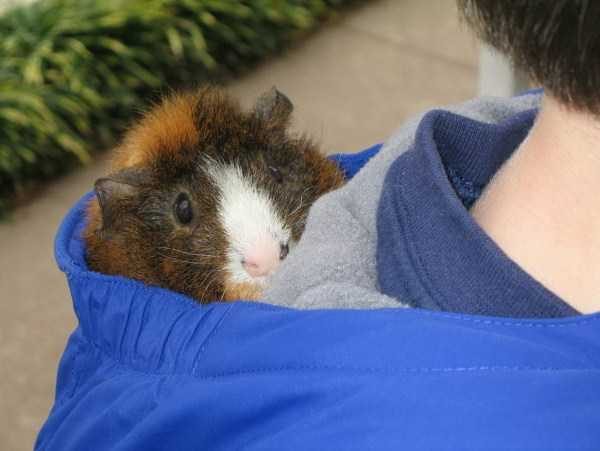 funny animals 27 17 600x451 Get Ready For Funny Animals – Part 24 (50 photos)