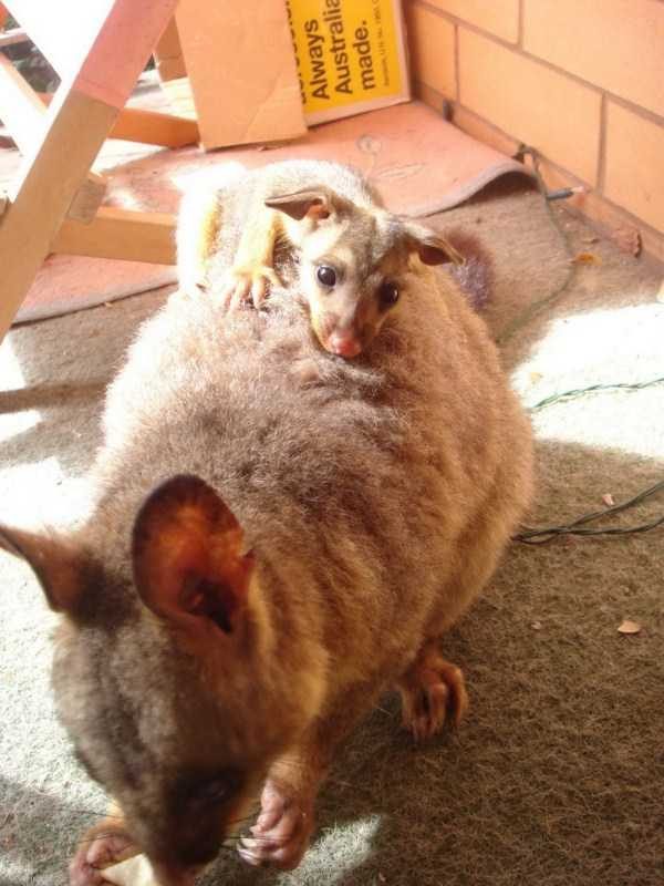 funny animals 27 5 600x800 Get Ready For Funny Animals – Part 12 (49 photos)