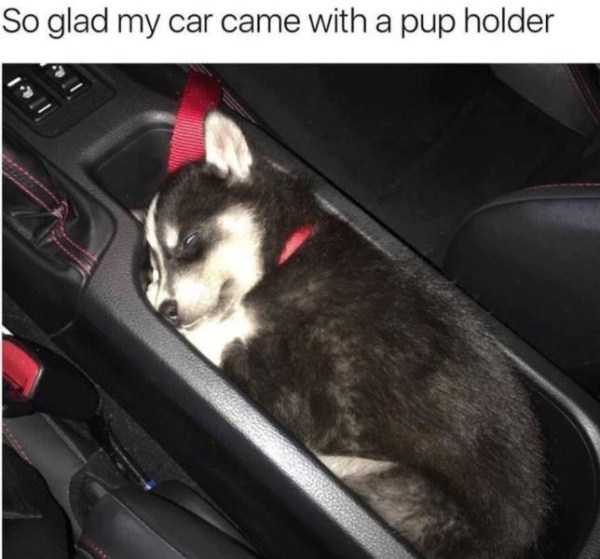 Get Ready For Funny Animals – Part 13 (46 photos)